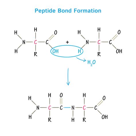 Biochemistry Glossary: Peptide Bond Formation | ditki medical ...