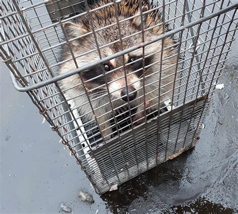 Raccoon Removal | Trap All Wildlife Services