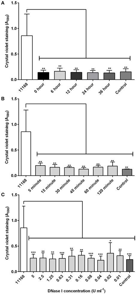 DNase I is able to rapidly degrade C. jejuni NCTC 11168 biofilms. (A ...