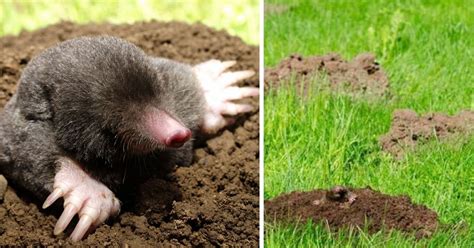 Effective Ways To Get Rid Of Moles And Voles - Homemaking.com ...