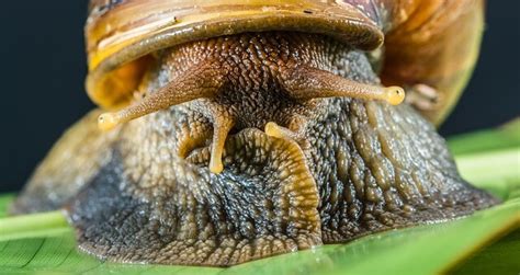 Snail Eyes - A First Real Close Up on That Amazing Wonder