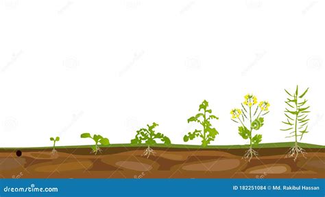 Rapeseed Brassica Napus Oilseed Growth Stages Stock Illustration ...