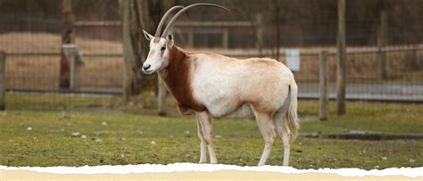 Scimitar-Horned Oryx