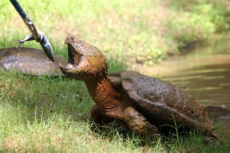 Alligator Snapping Turtle – Caldwell Zoo