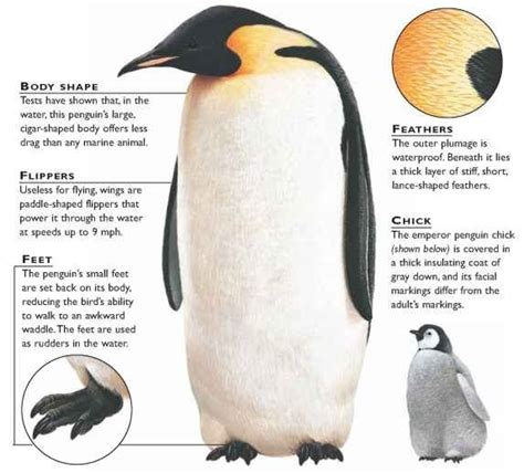 Profile - Emperor Penguin (Aptenodytes forsteri)