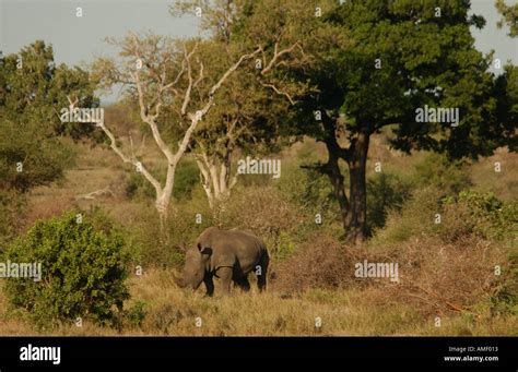 White Rhino Africa Stock Photo - Alamy