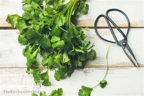 How to Harvest Cilantro - The Kitchen Herbs