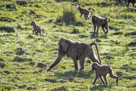 Olive Baboon Facts & Info: A Guide to the Skilled African Foragers