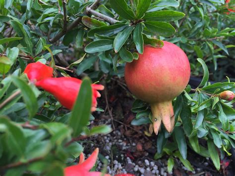 Dwarf Pomegranate | Southwest Nursery | Wholesale Landscaping Supplies ...