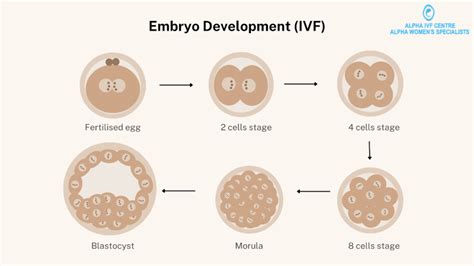 Embryo Development: Stages of embryo growth with IVF