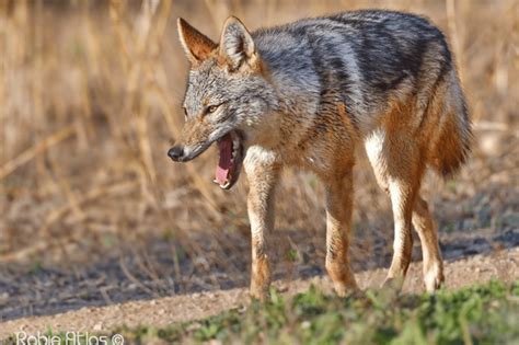 African Golden Wolf (Canis anthus) – The Wolf Intelligencer