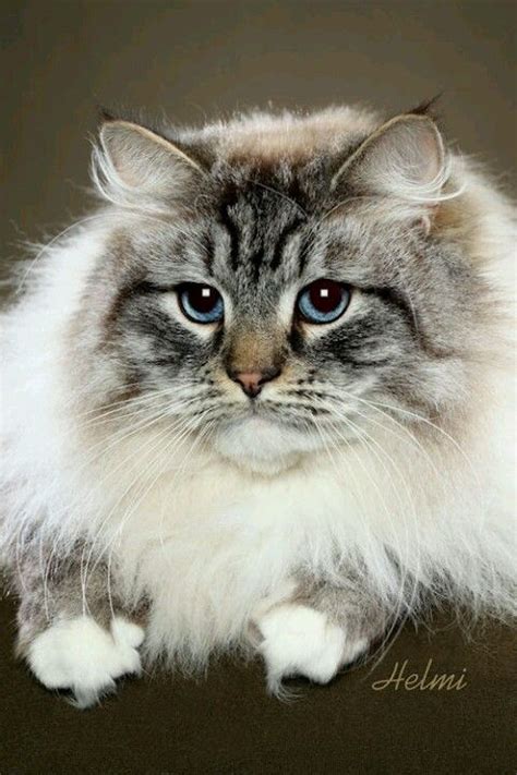 Siberian they can be found in many colors | Russian blue, Pets, Animals