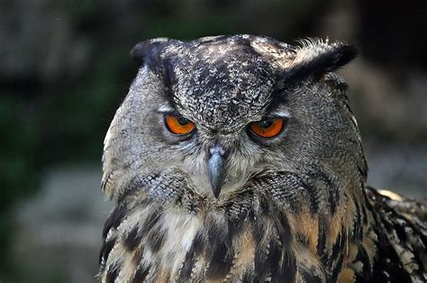 Eurasian Eagle-Owl Facts: Animals of Europe - WorldAtlas