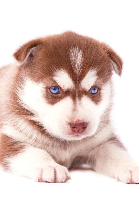 Brown husky puppy with blue eyes, isolated on white background # ...