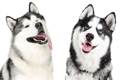 Alaskan Malamute Vs Siberian Husky: What's The Difference? • helloBARK!