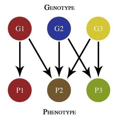 Pleiotropy - Wikipedia