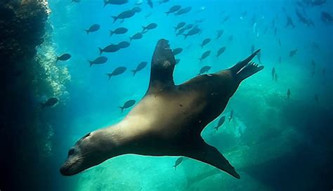 Swimming with Sea Lions - Espiritu Santo Island - Omega Tours Todos Santos