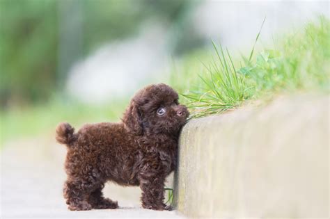 Toy Poodle: Dog Breed Characteristics & Care