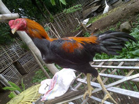 12 Jenis - Jenis Ayam Birma dan Crossbreeding nya - JAWARA BANGKOK ...