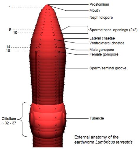 Internal Earthworm Anatomy