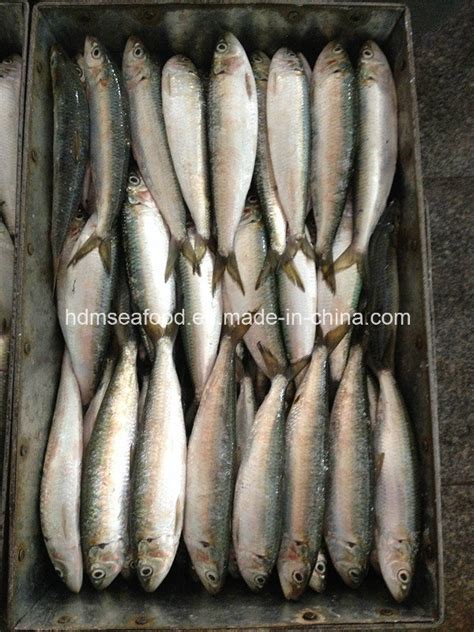 Frozen Sardinella Fish (Sardinella Longiceps) Wr for Bait,China price ...