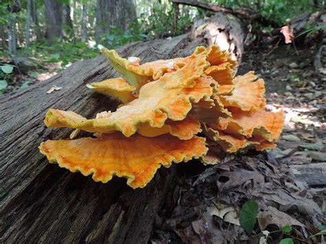 5 Easy-To-Identify Edible Mushrooms For The Beginning Mushroom Hunter ...