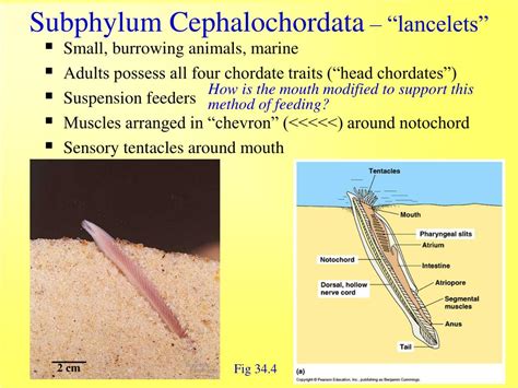 PPT - Vertebrate Evolution & Diversity PowerPoint Presentation - ID:332113