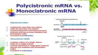 Polycistronic and monocistronic RNA | PPT