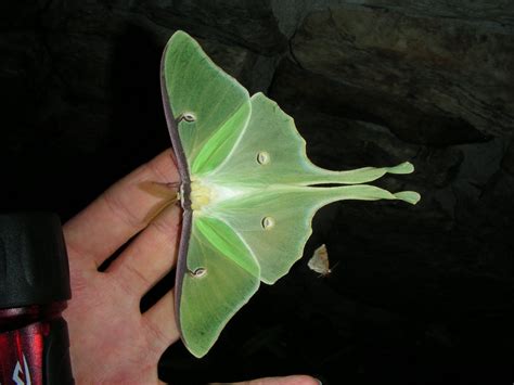 Spectacular Luna moths are 4-5 inches across, are noctural, and live in ...