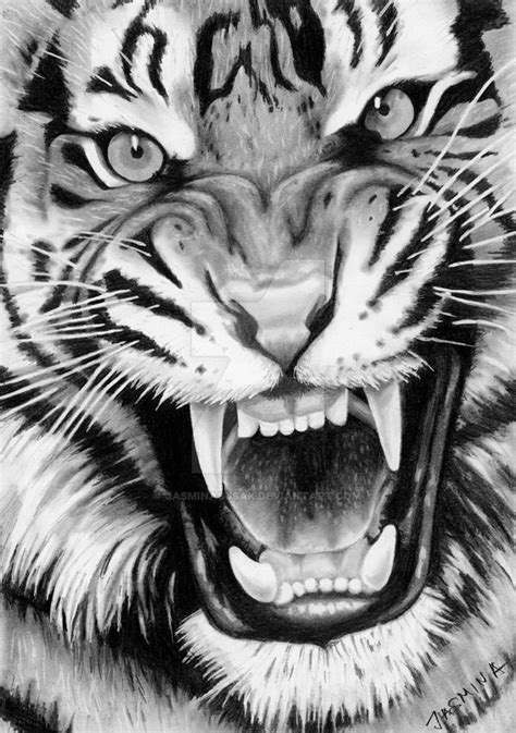 Tiger Roaring Sketch at PaintingValley.com | Explore collection of ...