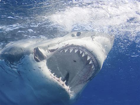 20 Facts We Never Knew About Great White Sharks – Quizzable News