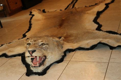 Authentic Legal African Lion Skin Rug | #1871878652