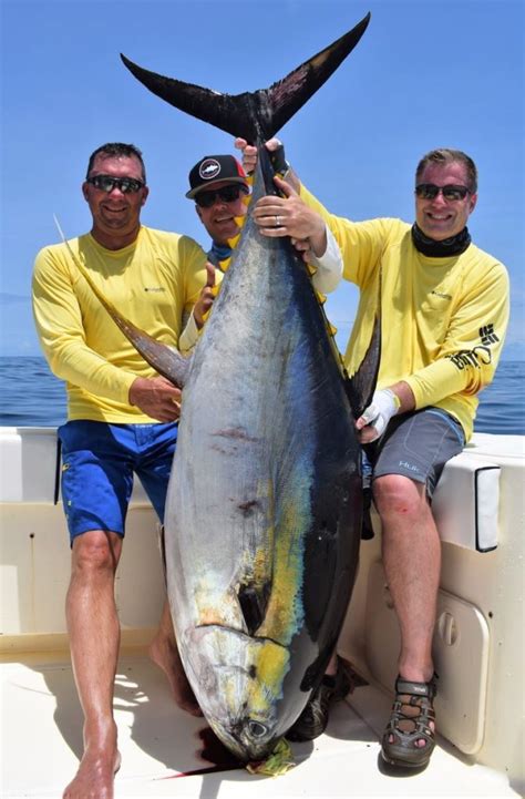 Yellowfin tuna vs Bluefin tuna: Quick Guide - Tom's Catch Blog