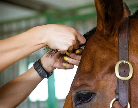 French Braiding a Forelock – The Cheshire Horse