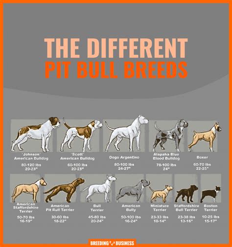 Different Types of Pitbulls — APBT, American Bully, Bulldogs, Staffies...