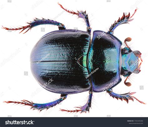 3,271 Dor Beetle Images, Stock Photos & Vectors | Shutterstock