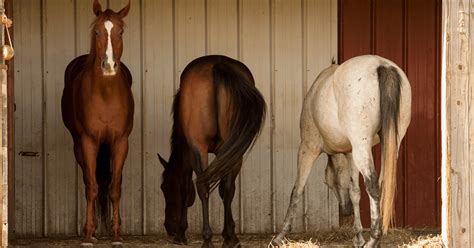 6 Ways To Help Your Hot Horse Beat The Summer Heat