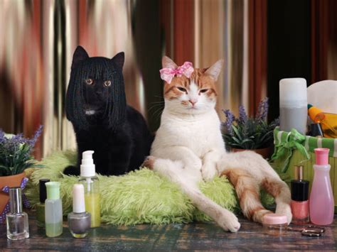 Cat Spa Stock Photos, Pictures & Royalty-Free Images - iStock