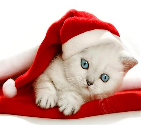 Free download Christmas Kitten Wallpaper Free Wallpapers9 [1440x1280 ...