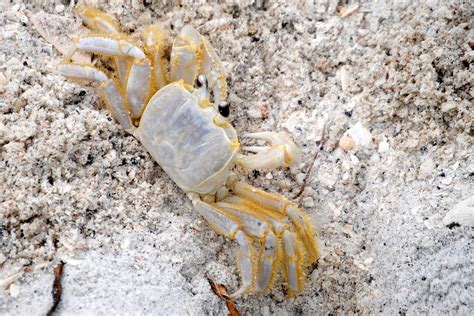 Field Notes and Photos: Ghost Crab on the Gulf Coast