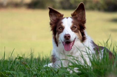 Red Merle Border Collie: Meet The Rare Beauty