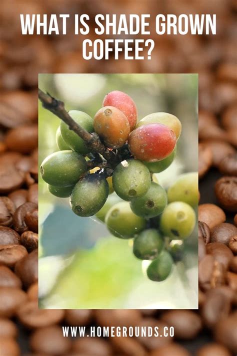 What Is Shade Grown Coffee? [Video] [Video] in 2021 | Shade grown ...