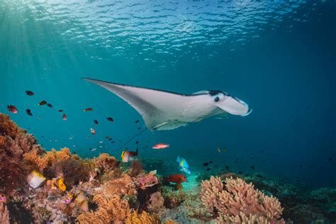 Everything you ever wanted to know about manta rays - Manta Ray ...