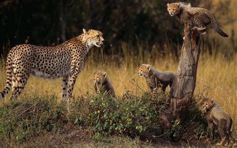 🔥 This Cheetah family and the family tree : r/NatureIsFuckingLit