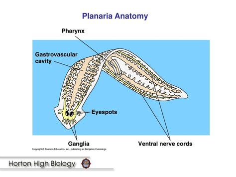 Planaria Anatomy - Anatomy Reading Source