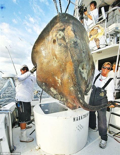 A mysterious GIANT 14-foot deep-sea skate fish is caught off Florida ...