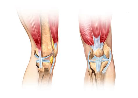 Kneecap Anatomy