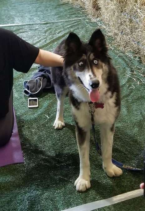 Beautiful Cross-Eyed Husky Cruelly Abandoned by Breeder Finds Forever Home