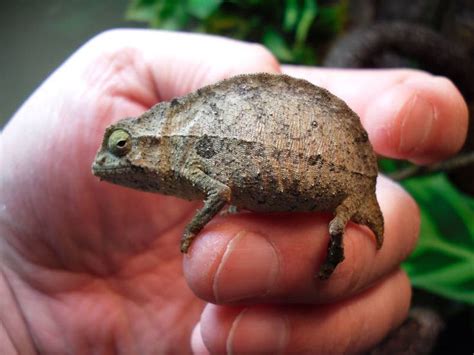 Pygmy Chameleon | Funny animals, Animals, Reptiles and amphibians