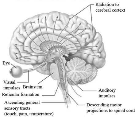 Reticular Formation Brain Diagram